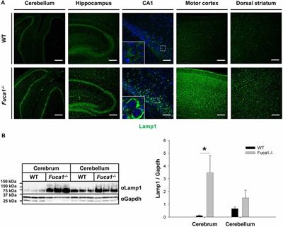 Sensorimotor and Neurocognitive Dysfunctions Parallel Early Telencephalic Neuropathology in Fucosidosis Mice